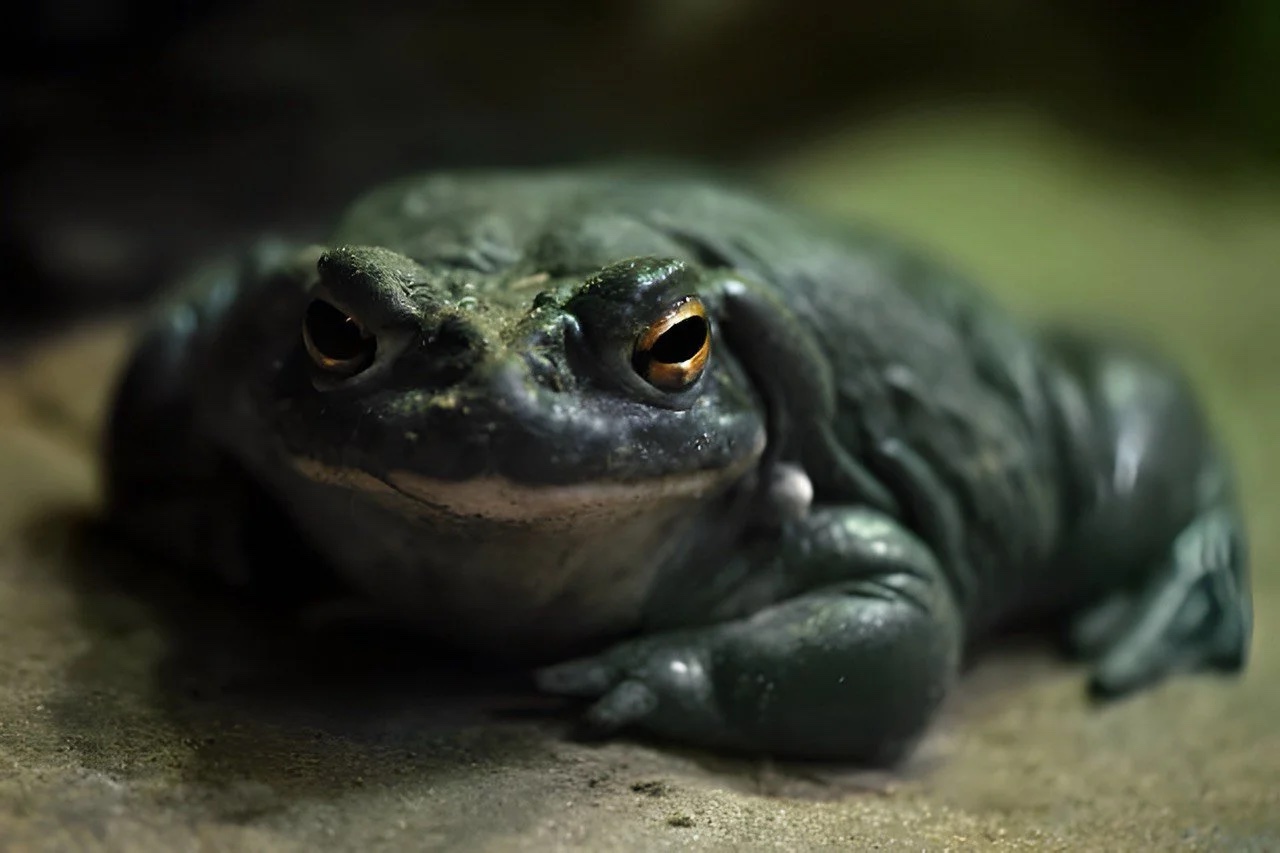 The sacred Bufo toad, the medicine at the heart of the work