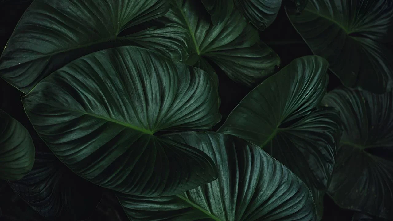 Lush tropical foliage of the Tulum retreat setting