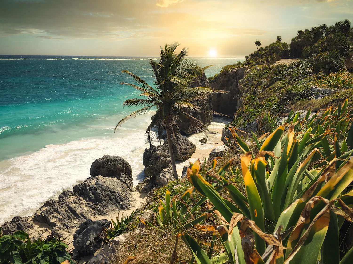 Palms and jungle in Tulum, Mexico